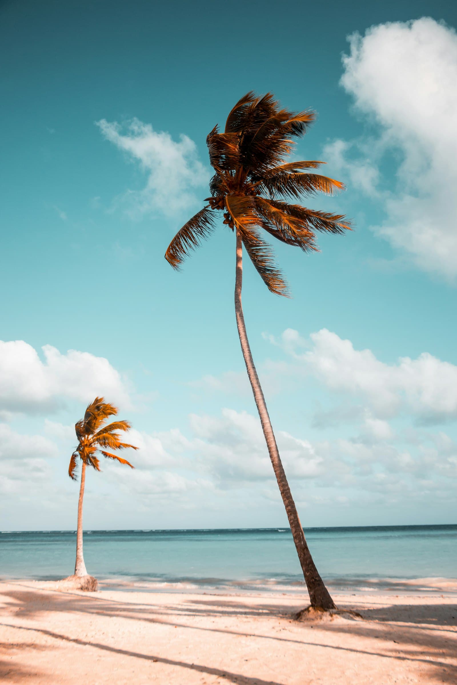 Palm fronds silhouetted against a deep evening sky