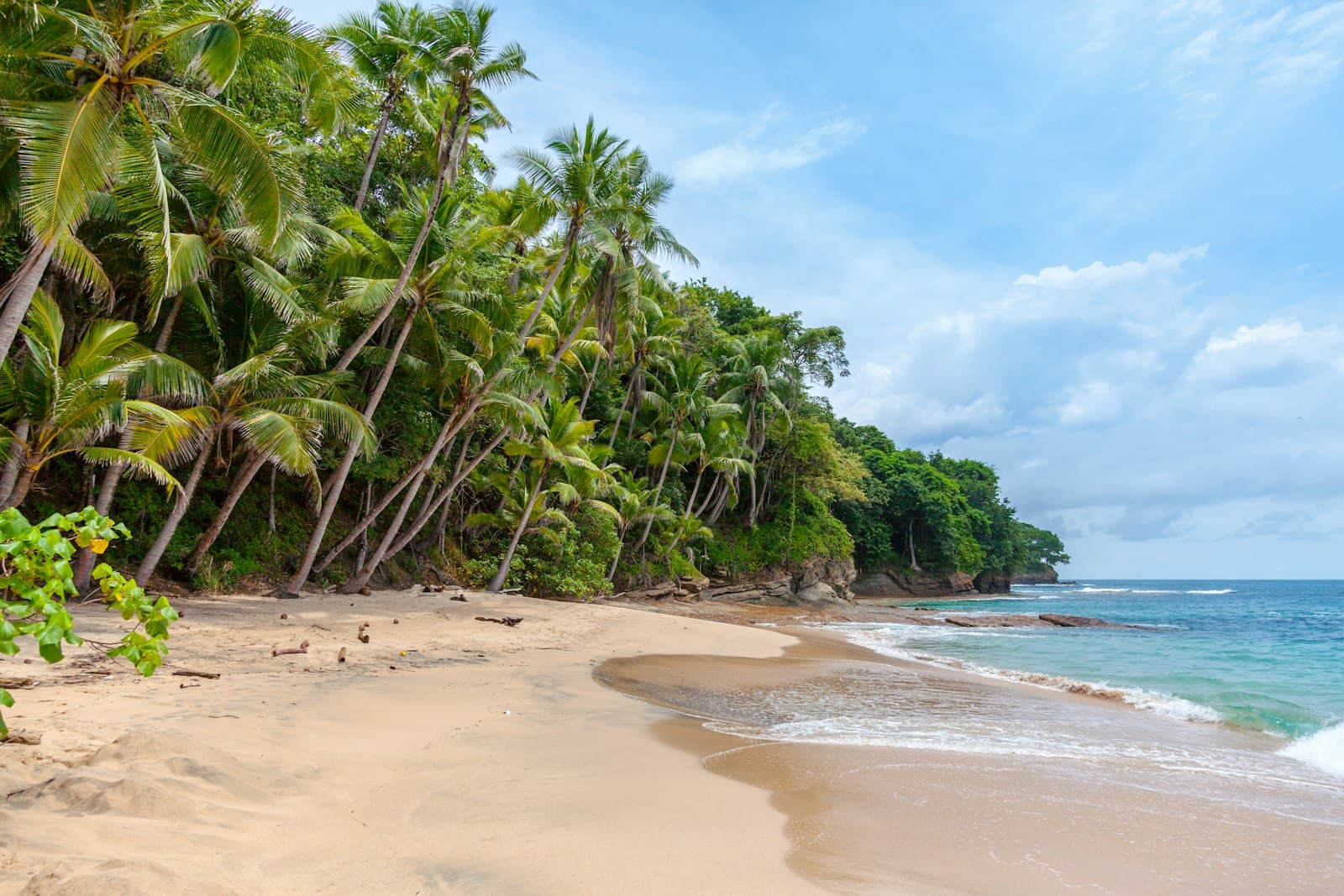 A quiet tropical beach lined with palm trees in the early morning
